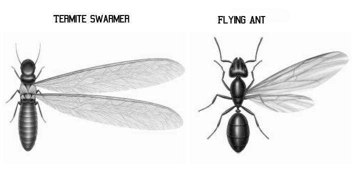 Swarming Ants vs Swarming Termites